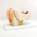 The Size Ear Model 5X Ear Anatomical Model for Inner Ear aids for Teaching Medical and Study of Education - Buy Online on SooperMarket.com