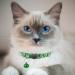 Hepplly 2-Pack Dark Green Cat Collars - Quick Release Reflective Kitten Collars with Bell for Safe & Stylish Outdoor Adventure - Buy Online on SooperMarket.com