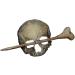 Skull Hair Pin Stick Slide with Faux Bone Halloween Hairpin Handmade Punk Skull Hair Pin Skull/Death Moth Hair Clip Sticks Hairpin Hair Fork Tortoise Shell Bun Cover Holder for Women Girls - Buy Online on SooperMarket.com