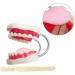 LBYLYH Standard Dental Lehling Model - Realistic Teeth Soft Chewing Gum & Tongue for Clinical Demonstrations - Easy to Use & Store - Buy Online on SooperMarket.com