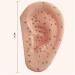 Acupuncture Ear Point Template - 40cm Acupuncture Ear Model - Large Reflection Zone Ear Point Template - for Medical Acupuncture - Buy Online on SooperMarket.com
