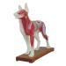 66Fit Dog Acupuncture Model Pressure Points on Animals for Veterinarians