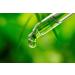 ALPHAPOWER FOOD Stevia Liquid Sweetener | Zero Calorie Pure Sugar Substitute - 50ml - Buy Online on SooperMarket.com