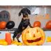 Shop Pumpkin Ghost Aring Pet Dog Collar - Adorable Halloween Collars for Boys & Girls X-Large Metal Buckle - Perfect Gifts! - Buy Online on SooperMarket.com