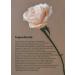 AROMATICA Reviving Rose Infusion Serum 3.38oz - Vegan Anti-Aging Hydrating Serum for Dry Skin - Buy Online on SooperMarket.com