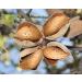 Blanched Almond Flour 2 Pounds Non-GMO Verified - Finely Milled, Raw, Vegan, Keto, Paleo, Kosher - Bulk Low Sodium, Low Carb. Good Source of Fiber, Protein, Vitamin E, Copper, Riboflavin - Ideal for Baking - Buy Online on SooperMarket.com