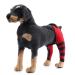 Pet Dog Knee Brace ACL Brace for Dogs Rear Leg Dog Braces for Back Leg for Support for Heals Prevents Injuries Sprains Red Small Small Red