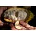 Premium Ceremonial Grade Cacao Discs 100% Organic Criollo Beans Sustainably Grown by Indigenous Farmers in Peruvian Amazonia - 250 Grams - Buy Online on SooperMarket.com