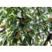 Organic California Pistachios 5 Pounds - Non-GMO Kosher In Shell Dry Roasted with Sea Salt - Bulk 5 LB - Buy Online on SooperMarket.com