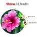 Hibiscus Sabdariffa L Essential Oil 50ML - 100% Pure Uncut Cold Pressed Premium Aromatherapy Oil - Buy Online on SooperMarket.com