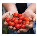 Westland Tomato Food 1Litre- For Juicy Best Tasty Tomatoes - Buy Online on SooperMarket.com