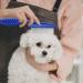2 Pcs Cat Flea Comb Flea Comb for Cats Portable Tight Design Non Slip Handle for Long-Haired Cat Short-Haired Cat - Buy Online on SooperMarket.com