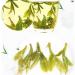 LWXLJMJZC-50 cups Premium Long Jing (Dragon Well) Green Tea Xihu Longjing Green Tea Loose Leaf Chinese Green Tea Early Spring Tea-100g 100g Premium Long Jing Green Tea - Buy Online on SooperMarket.com