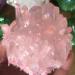 Natural Pink Crystal electroplated Crystal Cluster Crystal Pendant for FZUGEDRLI - Buy Online on SooperMarket.com