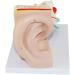 Anatomical Human Ear Magnification Model Removable Ear Texture Ear Template Labyrinth Suitable for Medical Teaching - Buy Online on SooperMarket.com