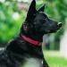 Tagme Personalized Reflective Dog Collar for Large Dogs - Embroidered Nylon with Pet Name & Phone Number - Red XL (1 Pack) - Buy Online on SooperMarket.com
