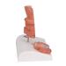 3B Scientific K27 Hemorrhoid Model 5.5-Inchx3.9-Inchx5.5-Inch - Buy Online on SooperMarket.com