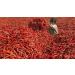 Dried Andhra Chillies/Sigappu Milagai/Organic Dry Red Chillies 1000g (Pack of 02) - Buy Online on SooperMarket.com