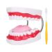 Dental dental model lifelike demonstration of the teeth brushing dental model teeth portable teaching material with toothbrush for children dental lessons clean display education studies