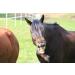 Lucor Root Brush Horse - Long Soft Bristle Mane Comb | Premium Horse Accessories for Shine & Dirt Removal - Buy Online on SooperMarket.com