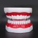 Portable Dental Model for Kids - Lifelike Teeth Brushing Demonstration & Educational Teaching Material - Buy Online on SooperMarket.com
