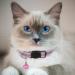 Hepplly 6-Pack Light Pink Cat Collars - Quick Release Reflective Kitten Collars with Bell for Safe Outdoor Play - Buy Online on SooperMarket.com