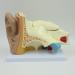 Human Ear Model Professional Ear Simulation Model 6X Magnification Human Organ Model Ear Model 5-Piece Medical Education Model - Buy Online on SooperMarket.com