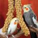 Nemeth Farms Spray Millet: GMO-Free Bird Treat & Supplement 1lb - No Stems, Only Edible Tops for Parakeets, Cockatiels, Lovebirds & Finches - Buy Online on SooperMarket.com