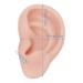 Silicone Ear Model - Medium Skin Color for Earrings Display and Piercing Practice - Buy Online on SooperMarket.com