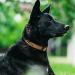 Tagme Personalized Reflective Dog Collar for Medium Dogs - Embroidered with PET Name & Phone Number - Khaki M M (1 Pack) - Buy Online on SooperMarket.com