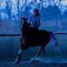 CZP New 100CM Horse Tail USB Lights Chargeable LED Crupper Horse Harness Equestrian Outdoor Sport Horse Riding Tail Lights Equipment 100cm BLUE - Buy Online on SooperMarket.com