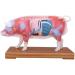 Acupuncture Pig Model Veterinary Acupuncture Animal Anatomy Model Medical Training Aid - Buy Online on SooperMarket.com