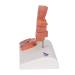 3B Scientific K27 Hemorrhoid Model 5.5-Inchx3.9-Inchx5.5-Inch - Buy Online on SooperMarket.com