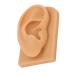 Ear Model Soft Silicone Right Ear Model Clear Structure Science Education Easy To Observe Flexible Waterproof for Display - Buy Online on SooperMarket.com