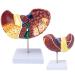 Teaching Model Human Liver Educational Model with Base and Clear Texture and Pathological Features Liver Cirrhosis Model for Medical School Study and Research