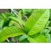 Fresh Organic Guva Leaves | Approx 70G Jumbo | Guva Leaf For Medical | Use Diabetes & Skin Care| Indian Origin|Next Day Shipping By Seelans - Buy Online on SooperMarket.com