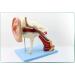 Human Medical Ear Anatomic Model of The Inner Ear of The Inner Ear of The Eardrum The Temporal Bone Ear Nose and Throat for Veterinary Anatomy Learning - Buy Online on SooperMarket.com