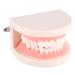 Buy Educion Teeth Bagima 10x8x7 PVC Dental Model for Kids - Effective Tooth Brushing Teaching Tool | International Shipping Available - Buy Online on SooperMarket.com