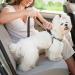 2-Piece Dog Car Belt & Harness Adapter - Padded Leash Included | Universal Fit for Dog Safety in Cars - Buy Online on SooperMarket.com