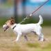 Qcwwy Stainless Steel Dog Anchor | 360 Rotatable Rust-Free 5m Cable for Large Dogs | Durable Pet Anxiety Solution for Courtyard Lawn & Outdoor Camping - Buy Online on SooperMarket.com
