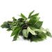 Fresh Gongura leaves Bunch | Single Bunch | Vegetarian | Puntikura Leaf | Pulicha Keerai | Fresh Gongura leaves | High Source | Indian Origin | Approx 200G