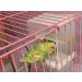 Hypeety Automatic Bird Feeder: No Mess Seed Food Container for Budgerigar, Canary, Cockatiel, Finch, Parakeet - Cage Accessories - Buy Online on SooperMarket.com