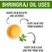 100% Pure Salvia Bhringraj Oil - Natural Cold Pressed for Aromatherapy Skin Care & Hair | Therapeutic Grade Eclipta Alba | 1 Fl Oz - Buy Online on SooperMarket.com