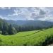 Premium Gyokuro by CHILL TEA Tokyo - Jewel dew - Exclusive Japanese green tea - Mellow deep Umami - 60g - Buy Online on SooperMarket.com