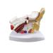 Anatomy Ear Model Human Anatomical Ear Joint Simulation Model (Outdoor Medium Inner Ear) 1.5-fold Size Body Hearing System Description