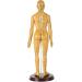 Human Female Acupuncture Anatomical Model with Acupuncture Points Bronze Color 50Cm - Buy Online on SooperMarket.com