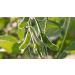 Indigo Herbs Organic Soya Flour 1kg - High Quality Soy Flour for Baking and Cooking - Buy Online on SooperMarket.com