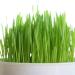 Certified USA Hard Red Wheatgrass Seeds by PowerGrow - 5 Pounds - Buy Online on SooperMarket.com