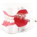 FafeICY 1PC 28 Teeth Teaching Toothbrush Model - Dentist Tool with Handy Toothbrush & Poster for Study Demonstration - Buy Online on SooperMarket.com