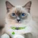 Hepplly 2-Pack Reflective Cat Collars with Bell - Quick Release Kitten Collars (Light Green) - International Shipping Available - Buy Online on SooperMarket.com